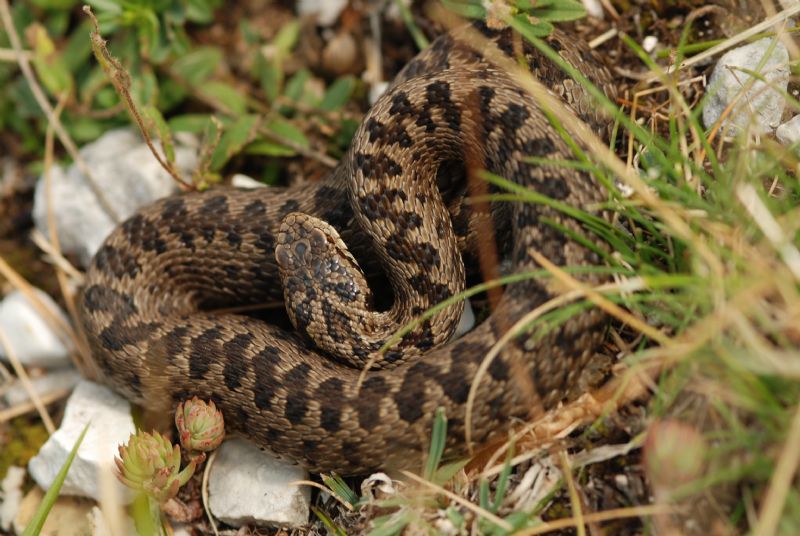 Vipera ursini e Podarcis muralis